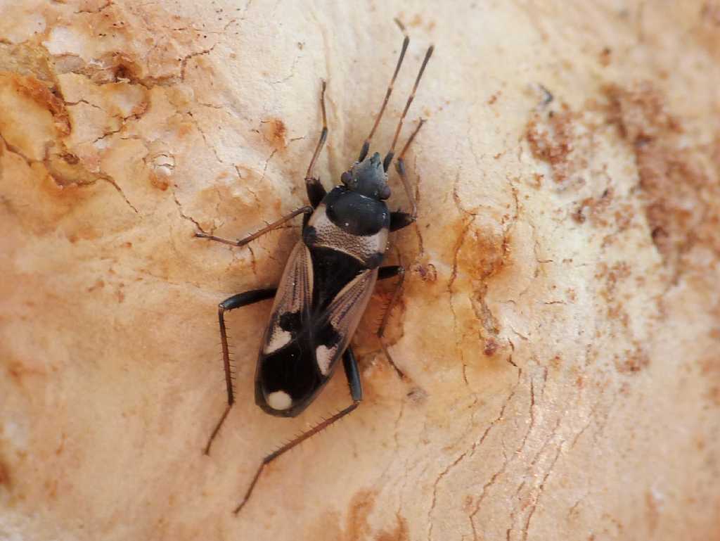 Lygaeidae: Raglius confusus... inconfondibile del Lazio (RM)